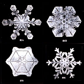 images of snowflakes by Snowflake Bently